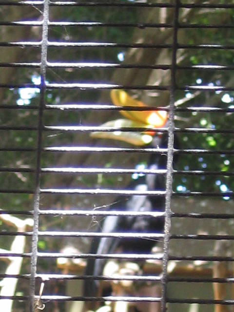 458x617 pixels (174K)